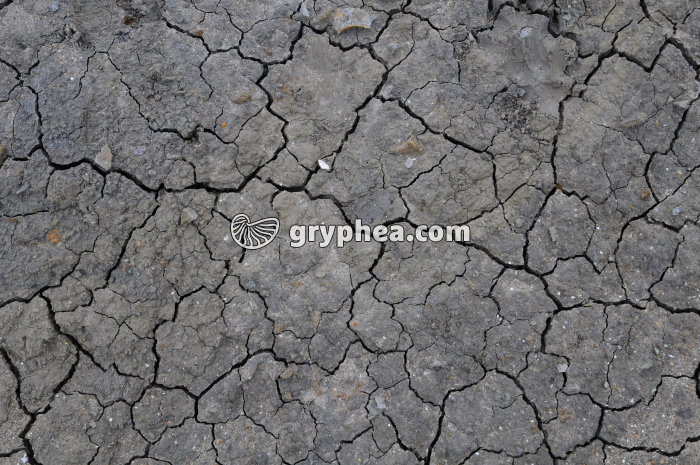 Fentes dessication argile - gryphea.org